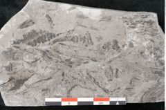 Foto (Detailansicht) von Neuropteris sp.  (NHMW-GEO-2024-0188-10697)